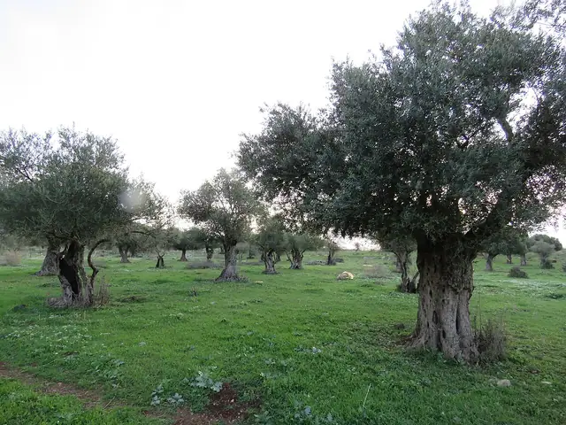 מטעי זיתים על המדרון בחוקוק