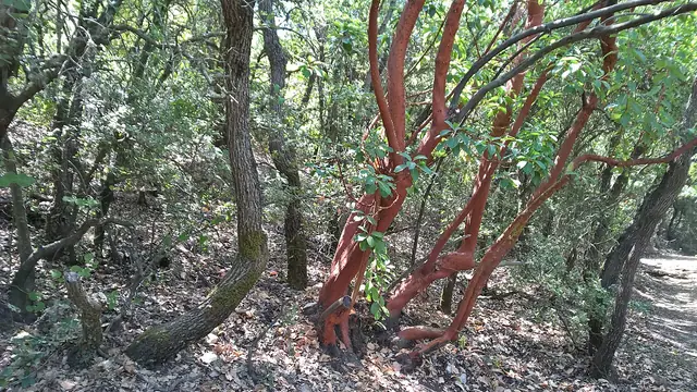 צמחייה ותצפית לאורך שביל פסגת מירון